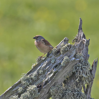 Linnet