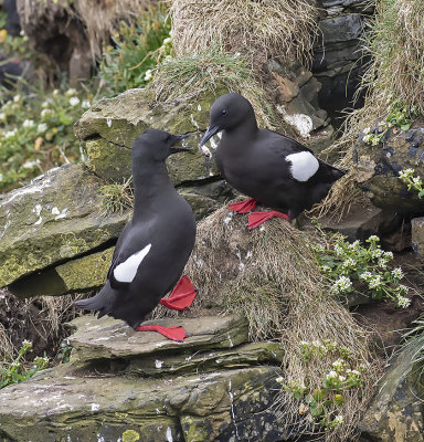 :: Orkney Islands - May - June 2018 ::