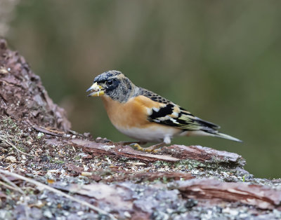 Brambling