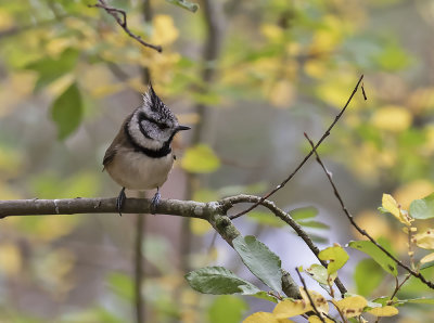 Crested Tit