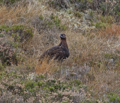 Red Grouse