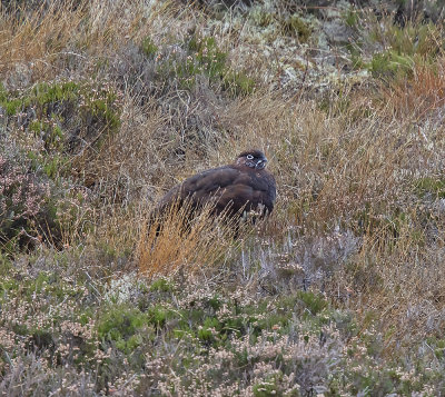 Red Grouse