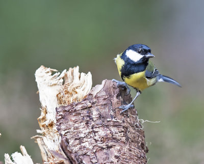 :: Great Tit ::