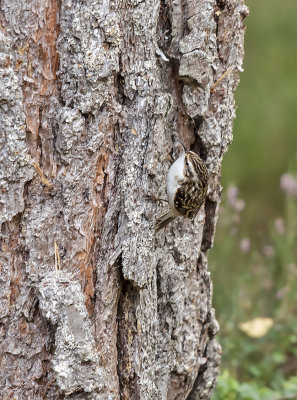 Tree Creeper
