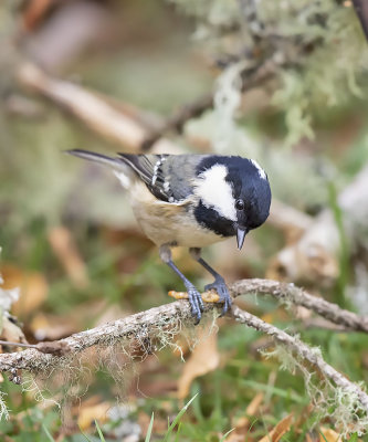 Coal Tit