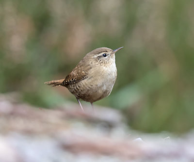 Wren