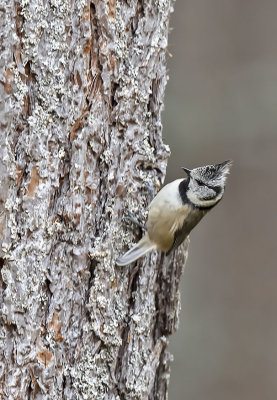 Crested Tit