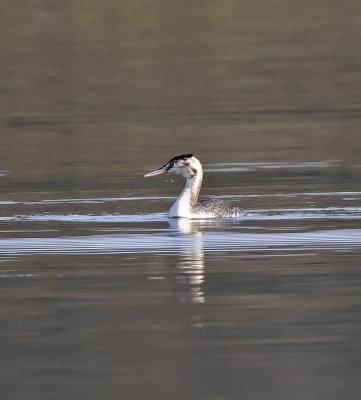 Great Crested Grebe