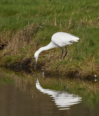 Great White Egret