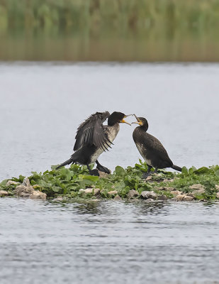 Cormorant