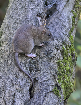 Brown Mouse