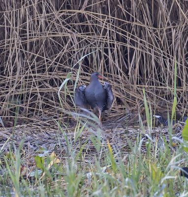 Water Rail
