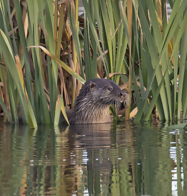 Otter