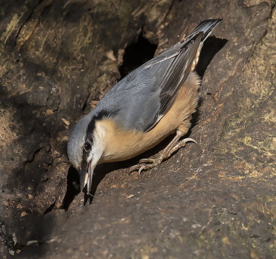 Nuthatch