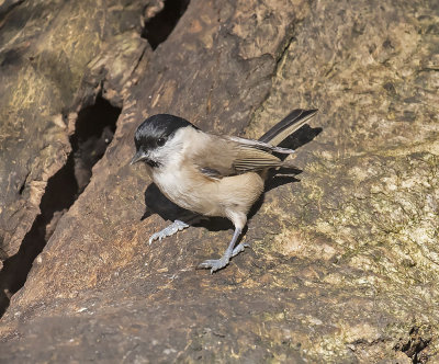 Marsh Tit