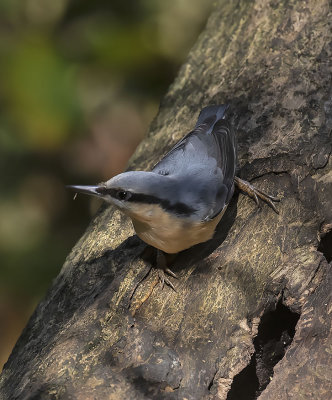 Nuthatch