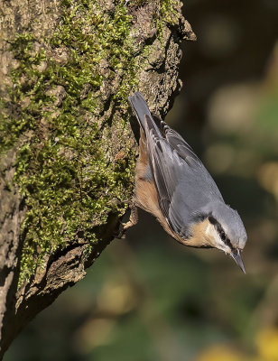 Nuthatch