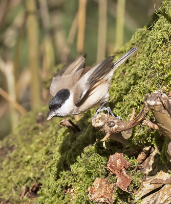 Marsh Tit