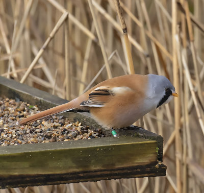 Bearded Tit