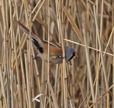 :: Leighton Moss October 2018 ::