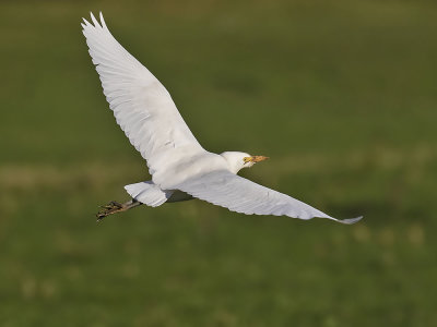 :: Cattle Egret  :