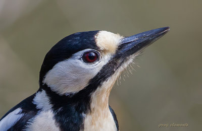 great spotted woodpecker