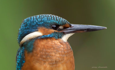 kingfisher