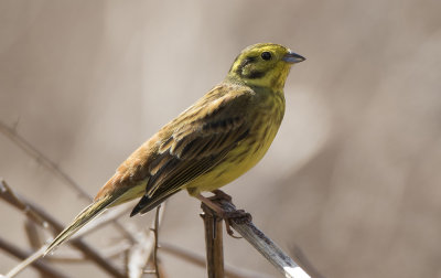 yellowhammer  