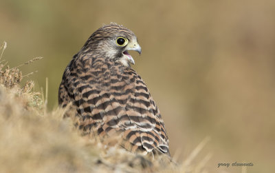 kestrel (juv) (m)