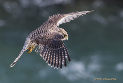 kestrel hunting over cliff tops, rough sea in background