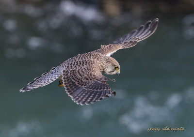 kestrel hunting over cliff tops, rough sea in background