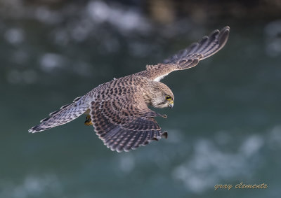 a few birds from devon in the west country