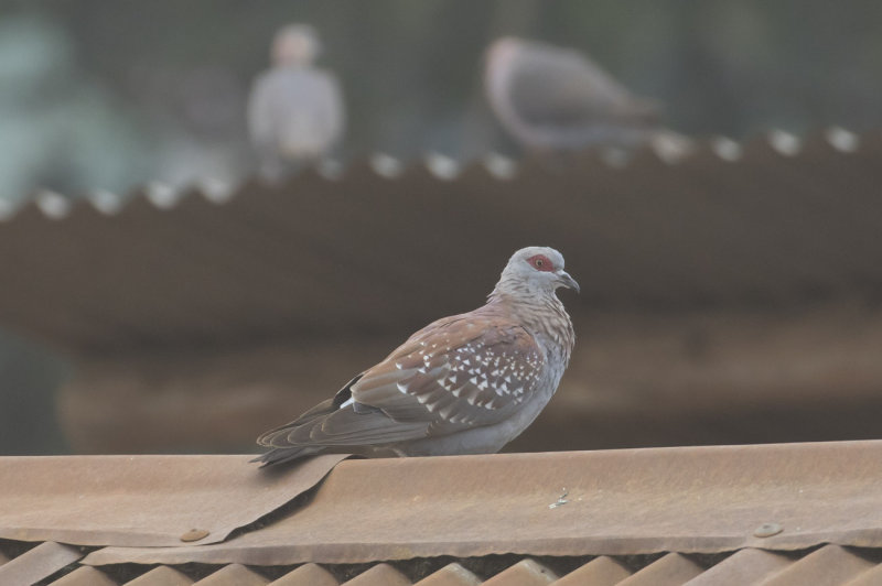Speckled Pigeon