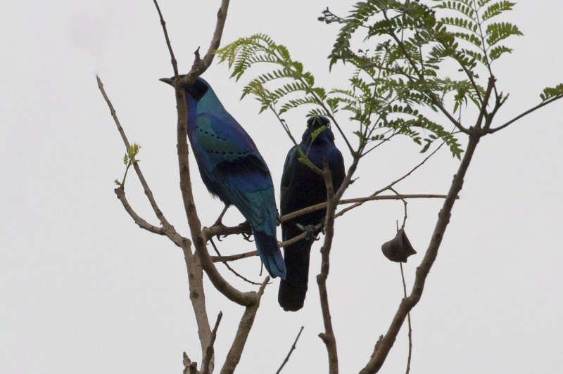 Splendid Starling