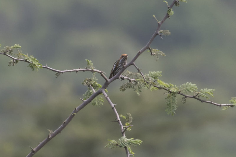 Diderick Cuckoo