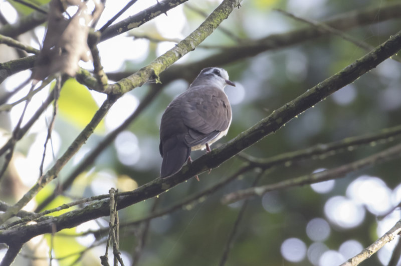 Tambourine Dove