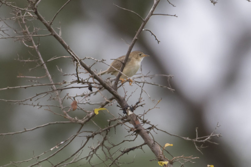 Siffling Cisticola