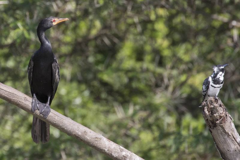 Long-tailed Cormorant