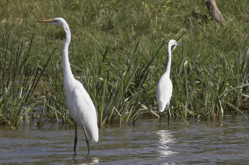 Great & Intermediate Egret