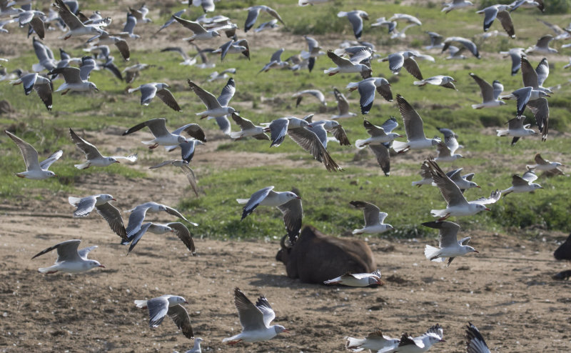 Gray-headed Gulls