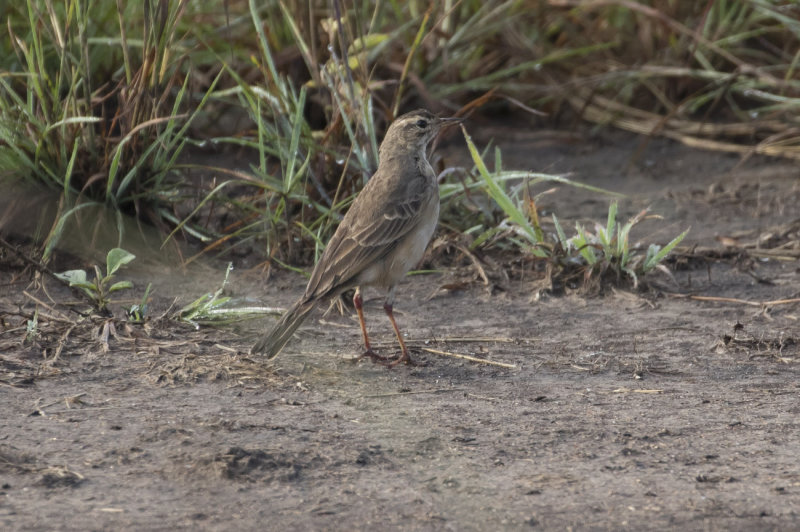 Plain-backed Pipit