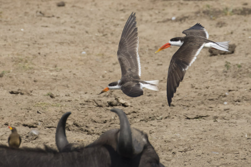 African Skimmers