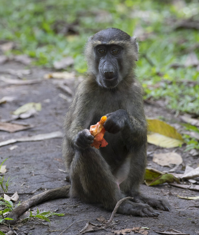 Olive Baboon
