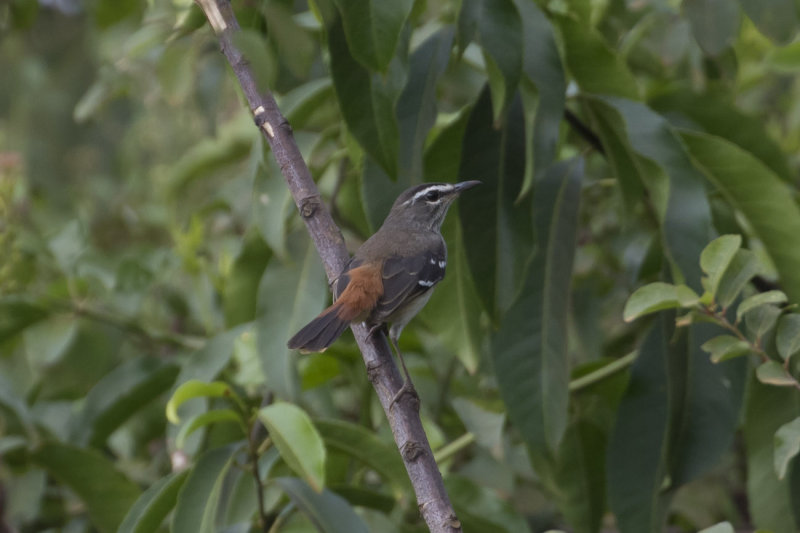 Brown-backed Scrub Robin