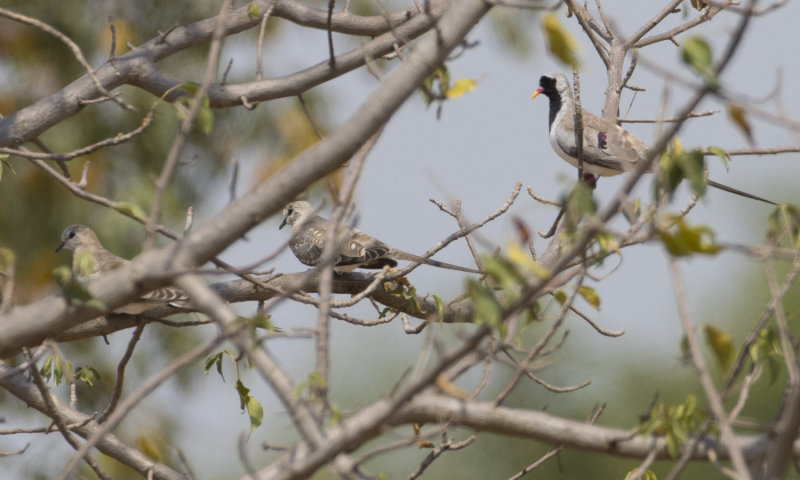 Namaqua Dove