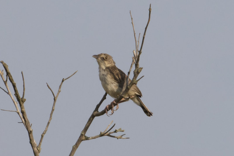Croaking Cisticola