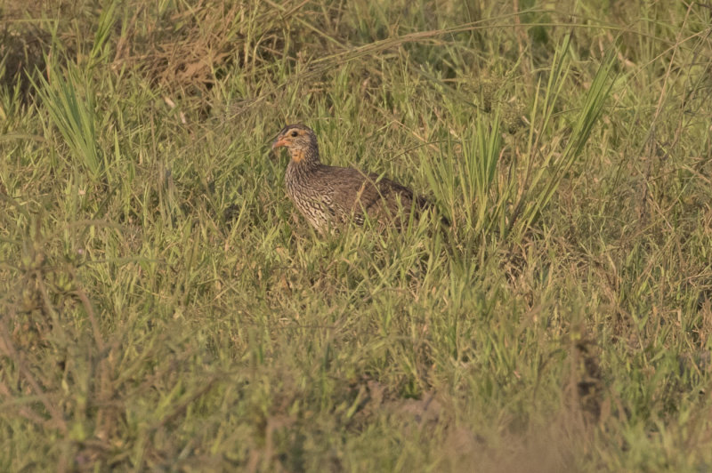 Heuglins Francolin