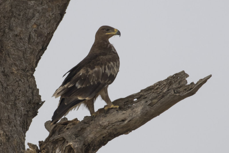 Steppe Eagle