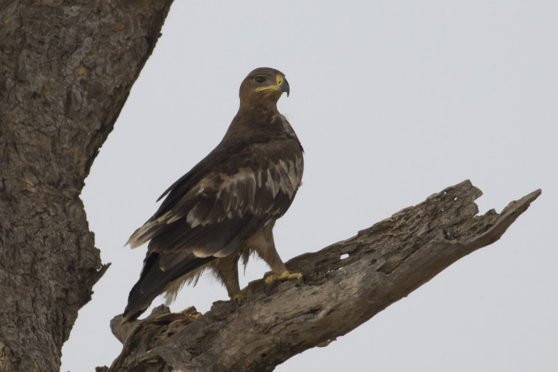 Steppe Eagle