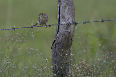 Grasshopper Sparrow